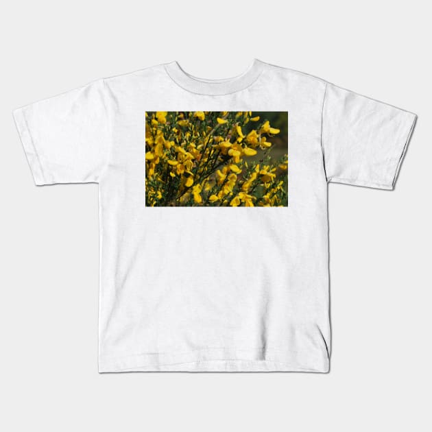 Gorse in flower Kids T-Shirt by jamesknightsart